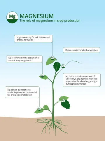 Magnesium-s3